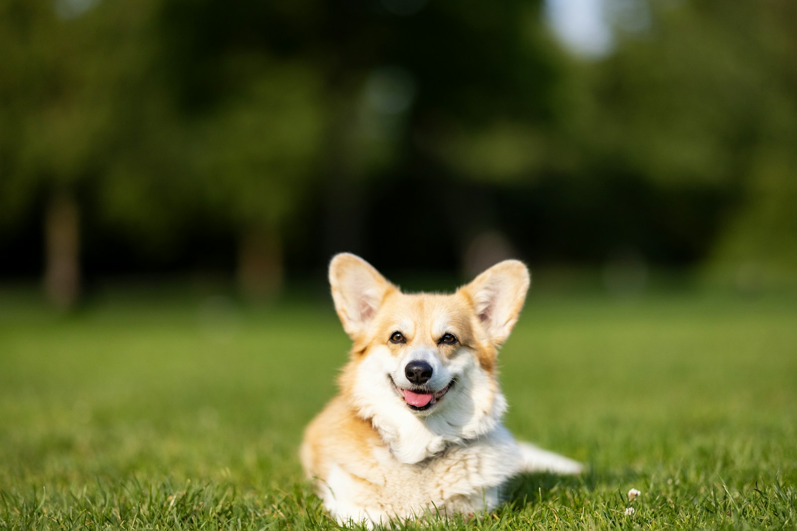 A happy corgi smiles in a grassy field