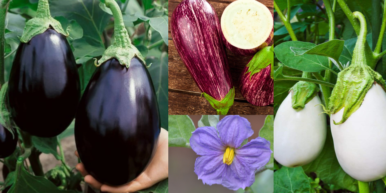 가지 eggplant와 aubergine 단어 비교 이미지